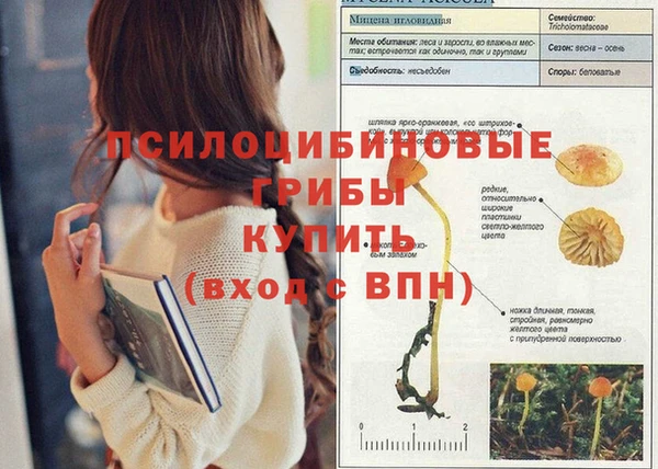 индика Гусев